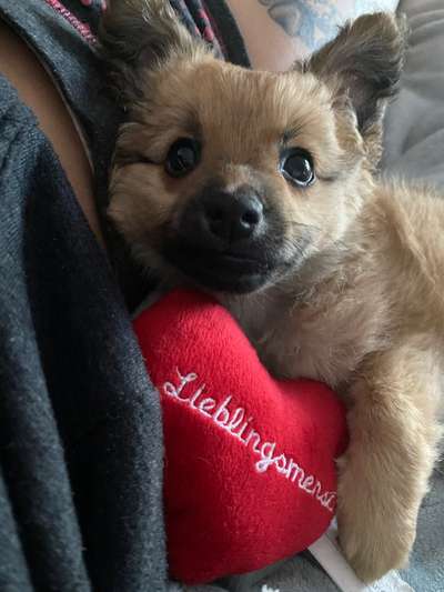 Welpen Bilder !-Beitrag-Bild