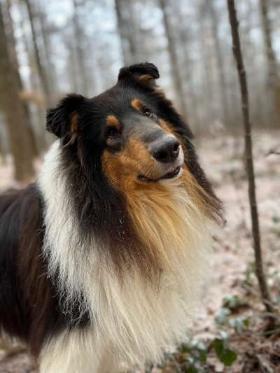 Dogorama Photo Challenge - Portrait-Beitrag-Bild