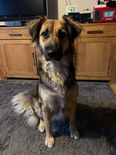 Mischlingshunde Foto Aufruf-Beitrag-Bild