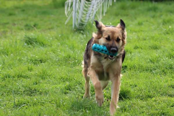 Auslandstierschutz-Beitrag-Bild