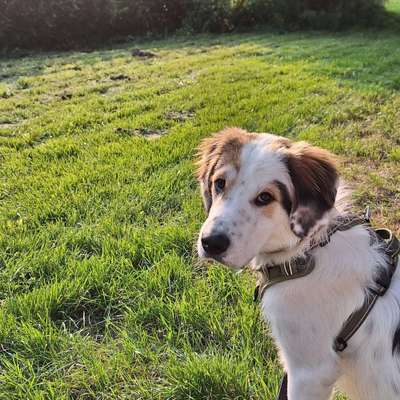 Hundetreffen-Spiel- & Trainingspartner gesucht-Bild