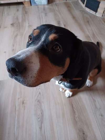 Hundetreffen-Spaziergang rund um Hemer-Bild