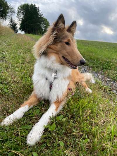 Hundetreffen-Social walk-Bild