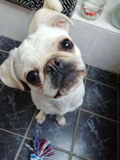 CHALLENGE NR. 19 - Der Hundeblick-Beitrag-Bild