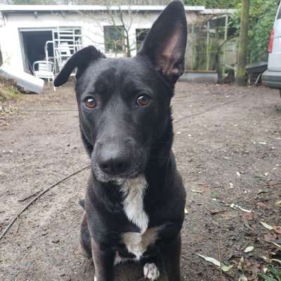 Hundetreffen-Hundebegegnung-Bild