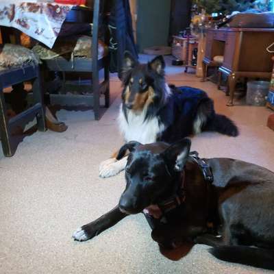 Hundetreffen-Hundespass und Training  in Haan-Bild