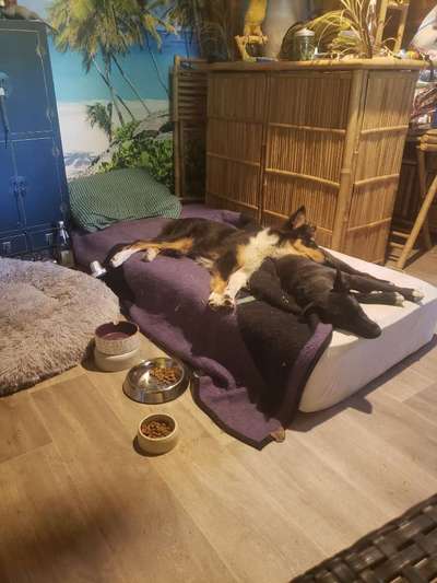 Zwei Hunde haltung-Beitrag-Bild