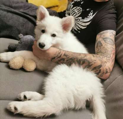 Welpen Bilder !-Beitrag-Bild