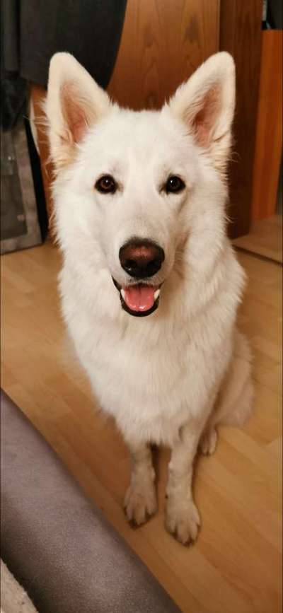 Zeigt her eure Junghunde :)-Beitrag-Bild