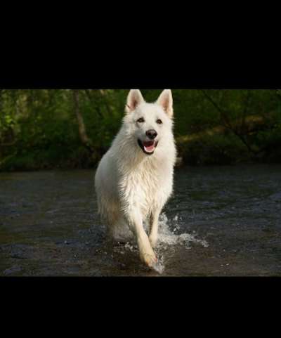 Weißer Schweizer Schäferhund-Beitrag-Bild