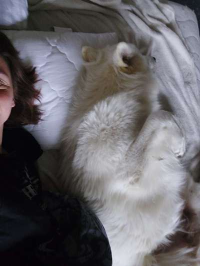 Darf der Hund bei Euch im Bett schlafen?-Beitrag-Bild