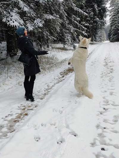 Hundmenschfotos-Beitrag-Bild