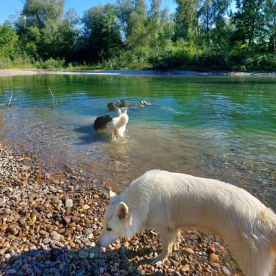 Hundetreffen-Kellmünz - Neu-Ulm Spaziergang mit Training-Bild