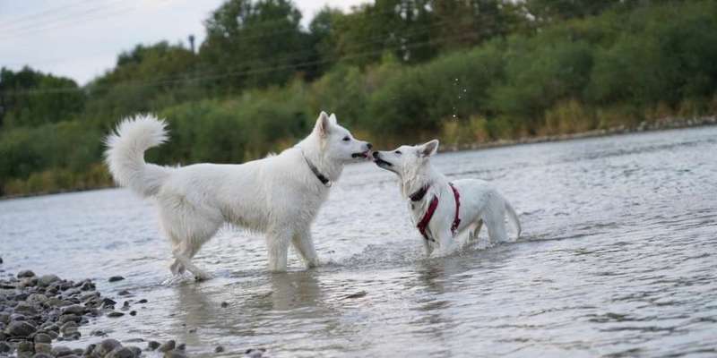 Weißer Schweizer Schäferhund-Beitrag-Bild