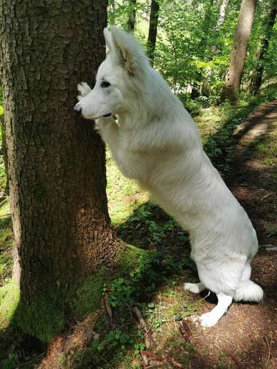 Wo sind die Schäferhunde/Bademeister ?-Beitrag-Bild