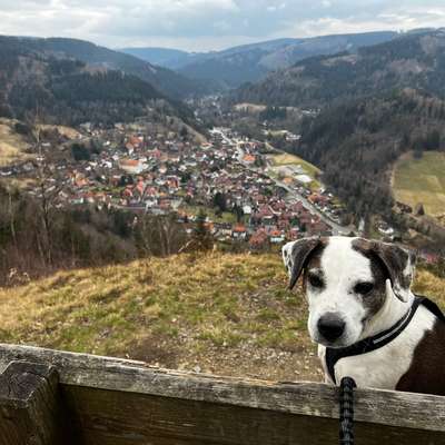 Hundetreffen-Gemeinsame Gassi- und Wandertouren-Bild