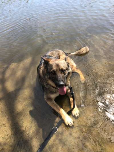 Dogorama-Monats-Challenge-Mai "Wasser"-Beitrag-Bild