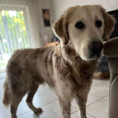 dirty Dog-Beitrag-Bild