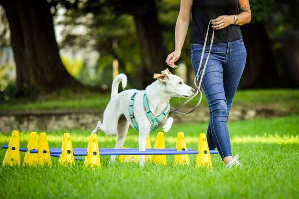 Giftköder-Koordinationstraining / Cavaletti-Bild