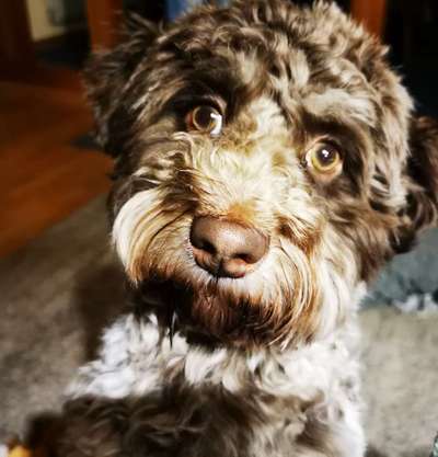 Havaneser-Beitrag-Bild