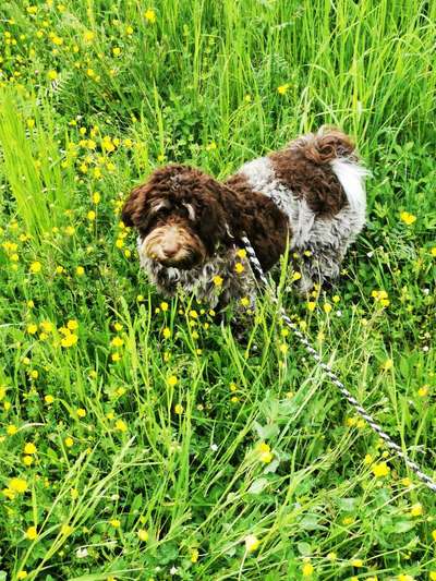 Die Dogorama Kalender Challenge Teil 3/4-Beitrag-Bild