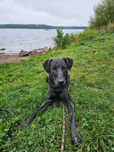 Hundetreffen-Social Walk, Training und Spielrunden-Bild