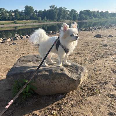 Hundetreffen-Gassirunde mit Schnipsel🐾-Bild