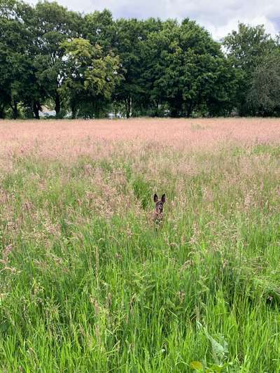 Dogorama Photo Challenge - Tarnung ist alles-Beitrag-Bild