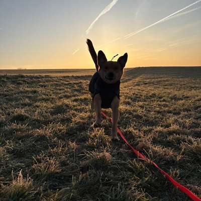Hundetreffen-Gemeinsame Gassi- oder Spieltreffen gesucht :)-Bild