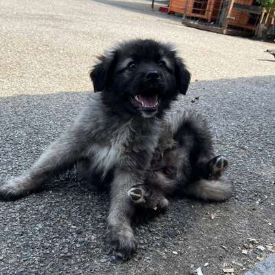 Hundetreffen-Welpentreffen-Bild