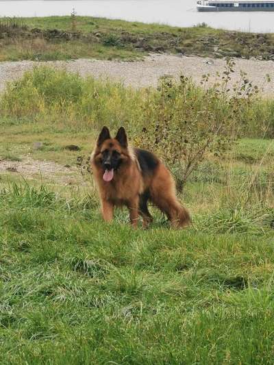 Hundetreffen-Gruppenspaziergänge-Bild