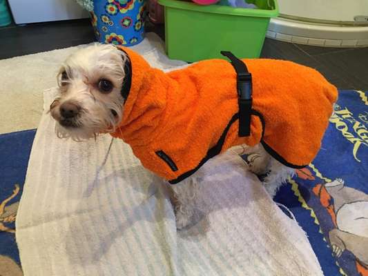 Hundebademantel-Beitrag-Bild