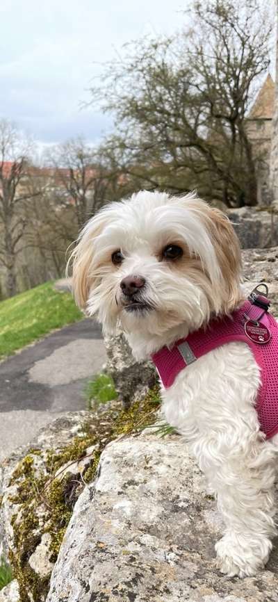 bolonka zwetna 😁-Beitrag-Bild