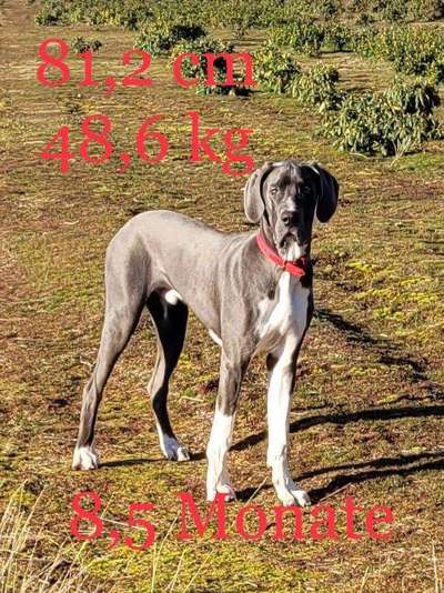 Deutsche Doggen Besitzer zeigt euch-Beitrag-Bild