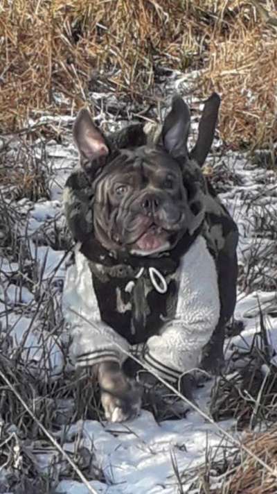 Dogorama Photo Challenge - Es wird nochmal kalt!-Beitrag-Bild