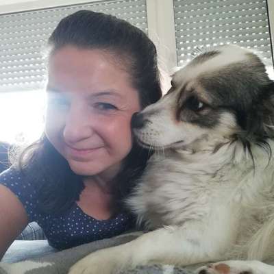Hundetreffen-Social Walk im Königsforst-Bild