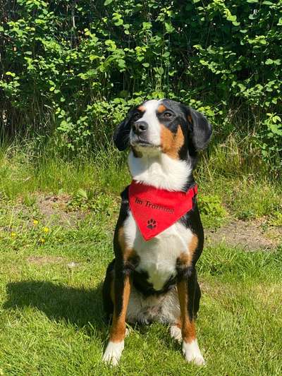 Appenzeller Sennenhunde-Beitrag-Bild