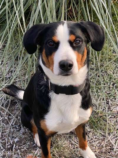 Appenzeller Sennenhunde-Beitrag-Bild