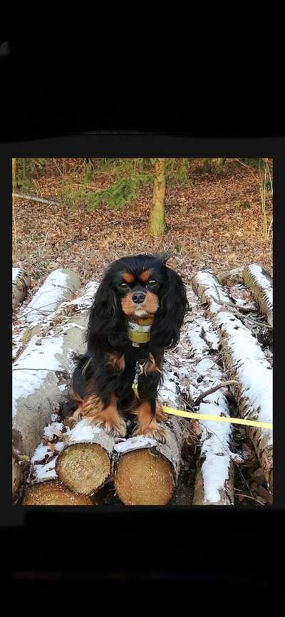 Dogorama Photo Challenge - Gassipause-Beitrag-Bild