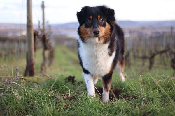 Dogorama Photo Challenge - Portrait-Beitrag-Bild