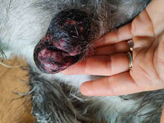 Lecken an den Hoden-Beitrag-Bild