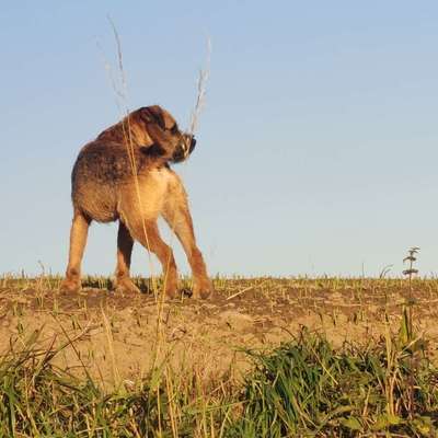 Hundetreffen-Gassi /spielen /rennen 🐕🐾🐺-Bild