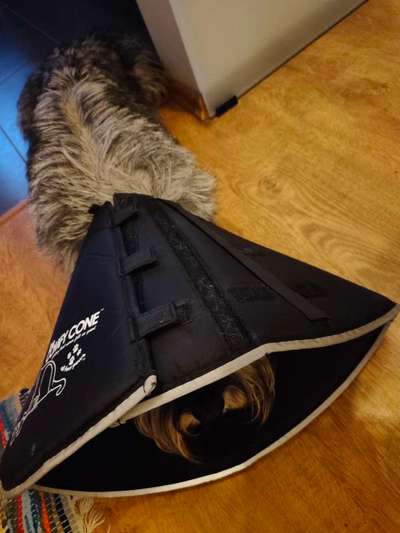 Lecken an den Hoden-Beitrag-Bild