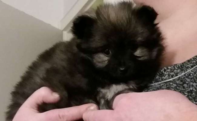 Welpen Bilder !-Beitrag-Bild