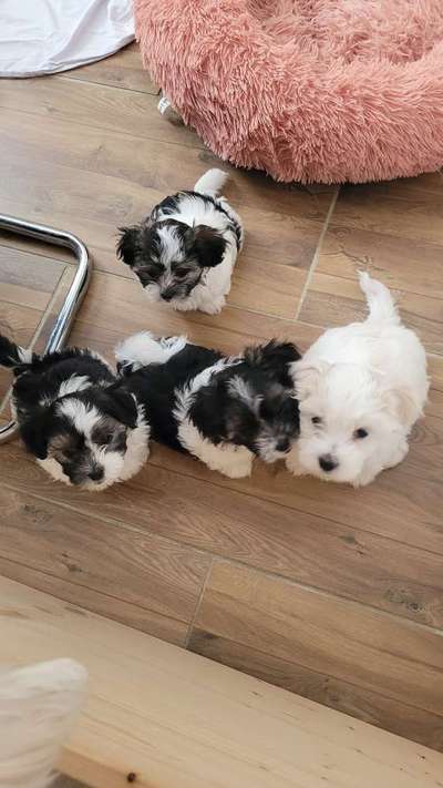 Welpen Bilder !-Beitrag-Bild