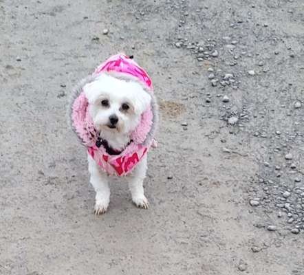 Hundetreffen-2 Malteser suchen Freunde zum Gassi gehen.emma bellt erst aber kommt dann gleich wieder runder von i-Bild