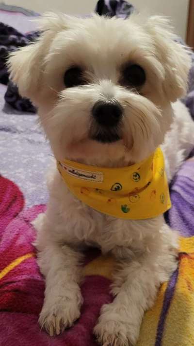 Dogorama Photo Challenge - Tre Chic!-Beitrag-Bild