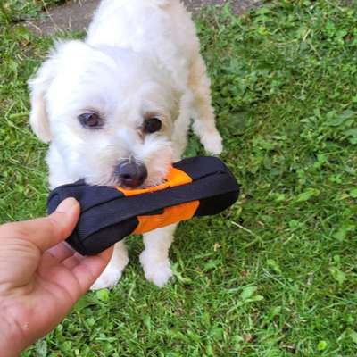 Fotochallange 63: "Dein blühendes Hündchen"-Beitrag-Bild