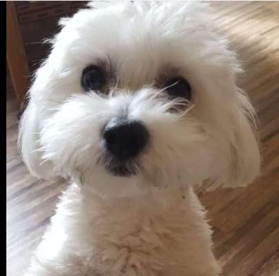 Dackelblick-Beitrag-Bild