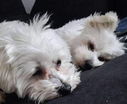 Dogorama Photo Challenge - Die besten Hundebuddys-Beitrag-Bild